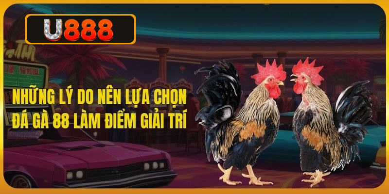 Sức cuốn hút và những ưu điểm nổi bật đến từ sảnh đá gà 88
