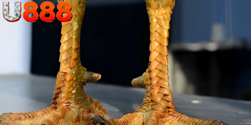 Nhận biết các dấu hiệu của vảy gà huyền trâm