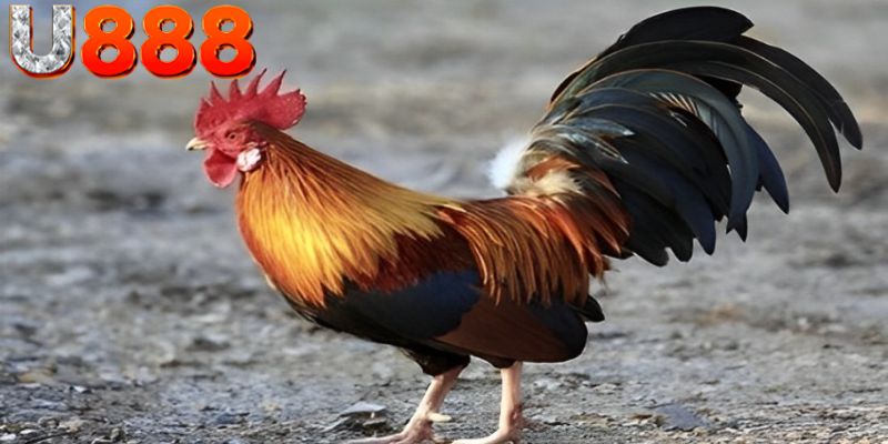 Vảy gà truyền trâm là gì